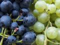 Летние ужины с виноградом: выбираем идеальный сорт для вашего стола