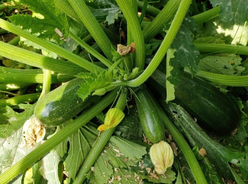 Как правильно подкармливать кабачки: секреты для богатого урожая