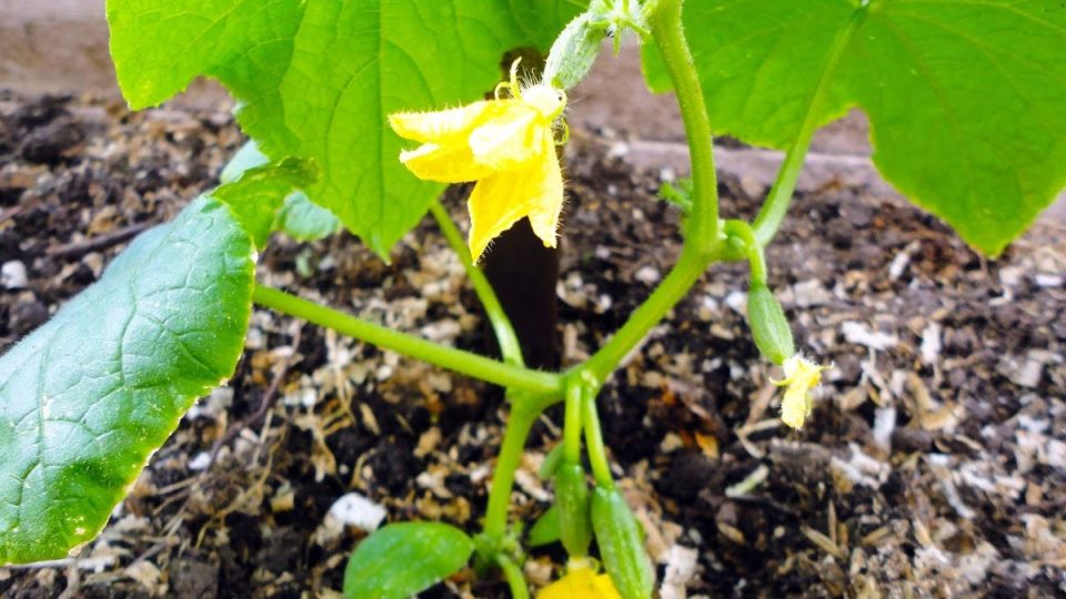 Как правильно удобрять огурцы в теплице: секреты успешного урожая