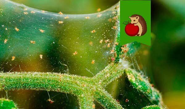 Эффективные методы борьбы с паутинным клещом на домашних растениях