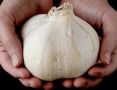 Секреты крупного чеснока: опыт дедушки для вашего огорода
