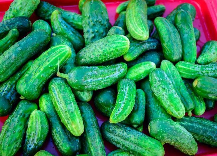 Как определить качество семян огурца: эффективные методы и советы