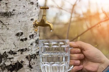 Что добавить в березовый сок: 7 простых идей, чтобы стал вкуснее