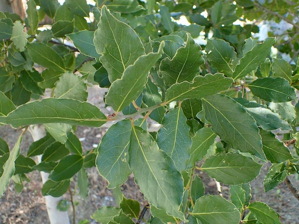 Лавр в суровом климате: как успешно выращивать этот ароматный символ долголетия в России