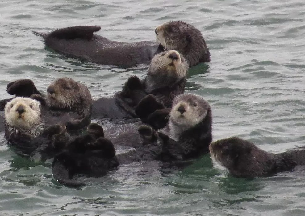 Популяция калана на Северных Курилах оказалась под угрозой исчезновения