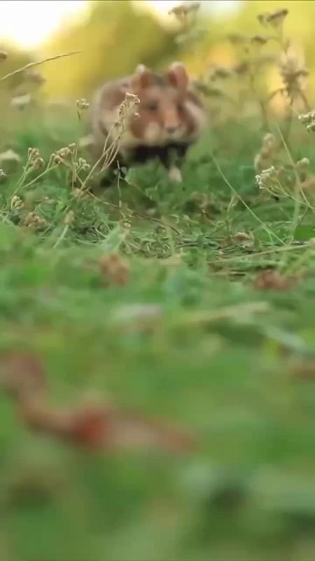 Доброе утро!. Сегодня День заказов подарков и написания писем Деду Морозу В этот день родились ученый Яков Перельман (1882 – 1942), поэт Николай Тихонов (1896 – 1979), актер Николай Симонов (1901 – 1973) и юморист Демис...