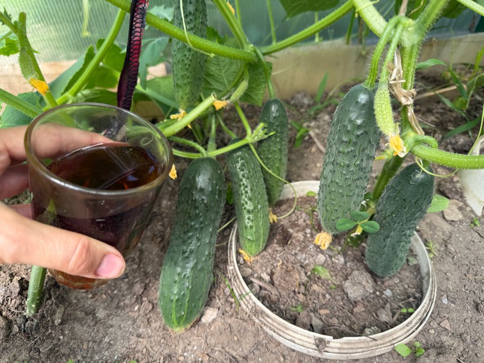 Как добиться богатого урожая помидоров, перцев и огурцов без химии: секрет натуральной подкормки