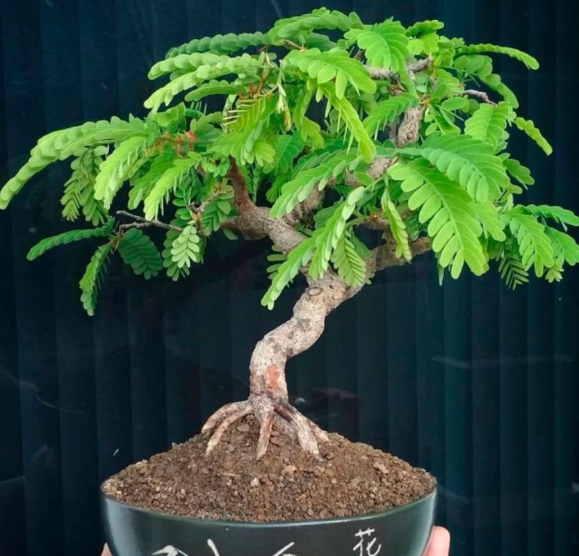 Тамаринд: необычный фрукт с неожиданными возможностями