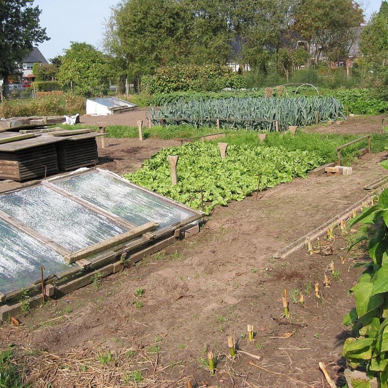 Чеснок на грядке: что сажать сразу после его сбора
