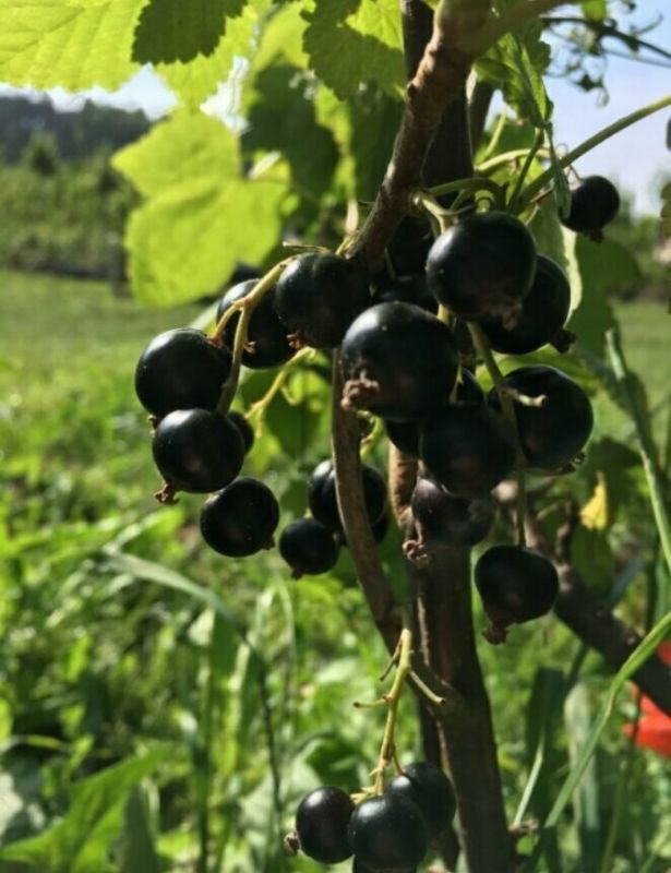 Секреты успешной подкормки смородины в августе