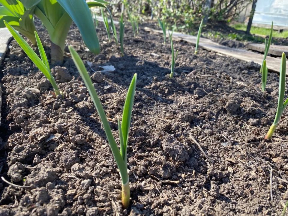 Как обеспечить озимому чесноку великолепный рост: весенние секреты ухода