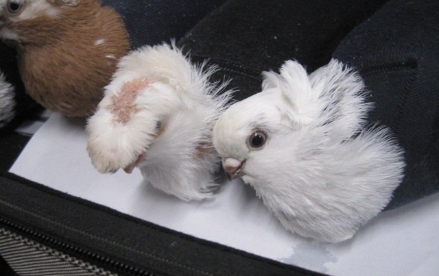 Главные новости в России и в мире на утро 5 декабря Главные новости в России и в мире на утро 5 декабря