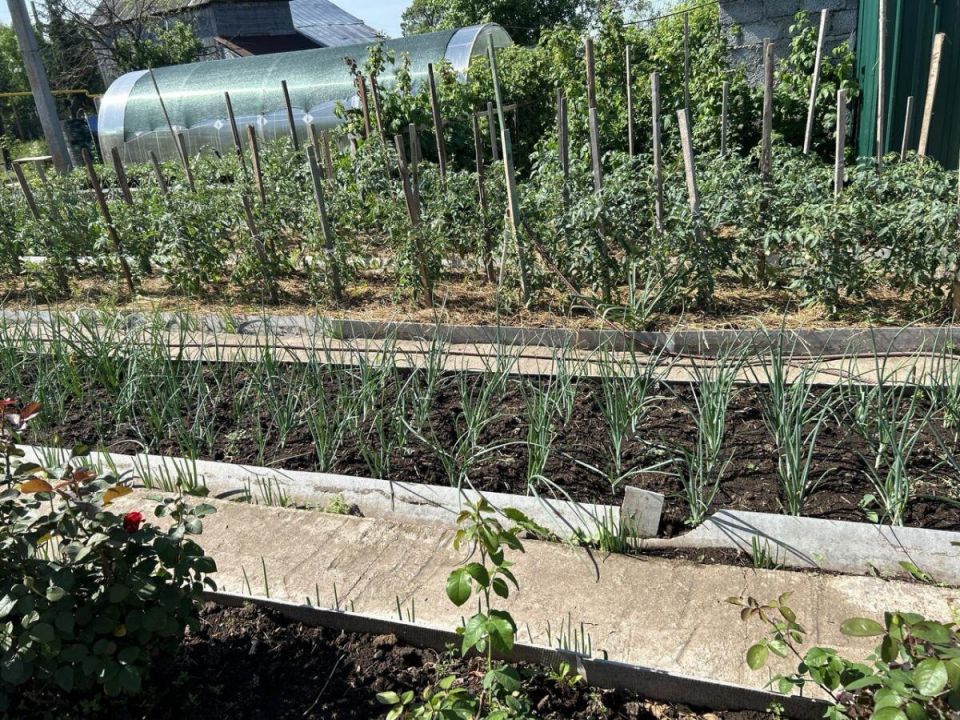 Как избежать солнечной ловушки: советы по уходу за огородом в жару