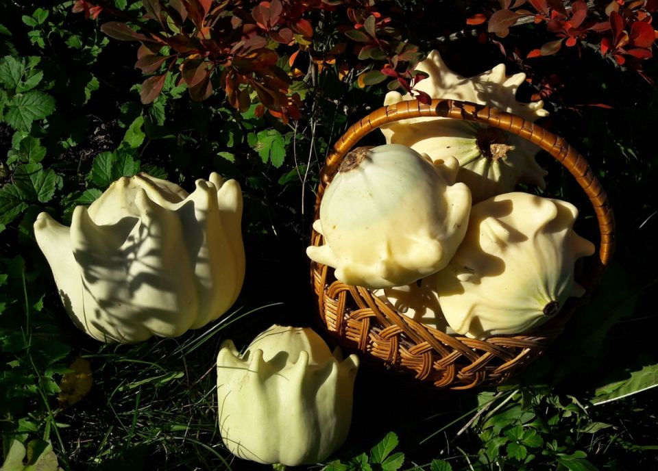 Как Царь Корону вырастил: удивительное преображение тыквы