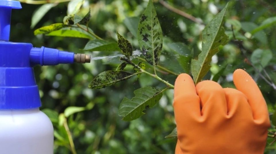 Эффективная борьба с тлёй: три натуральных средства для защиты вашего сада