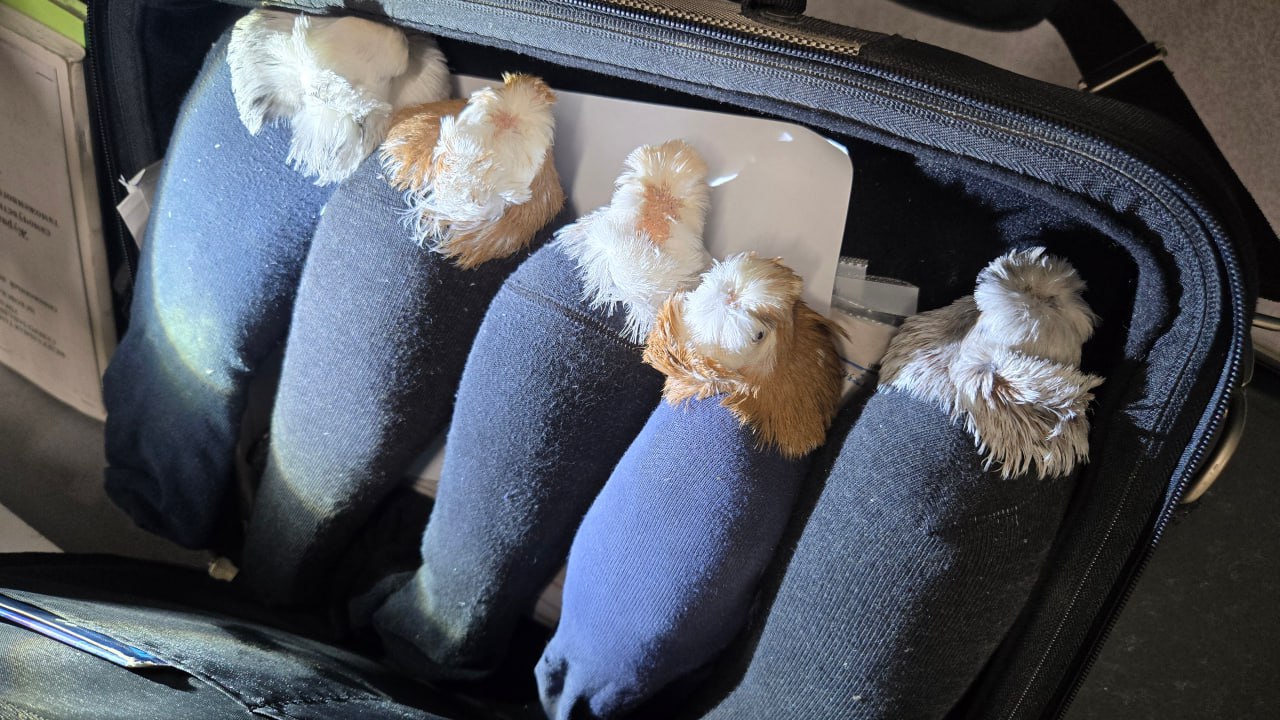 Главные новости в России и в мире на утро 5 декабря Главные новости в России и в мире на утро 5 декабря