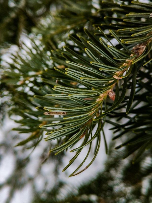 Подборка сахалинских хвойных красавиц