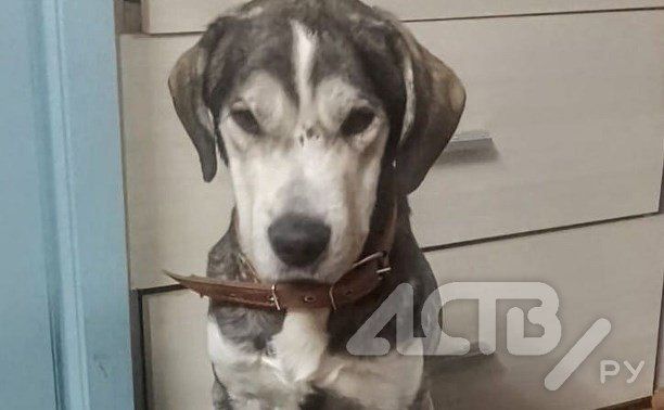 "В кишечнике была дробь": спасённой на мысе Великан собаке провели операцию