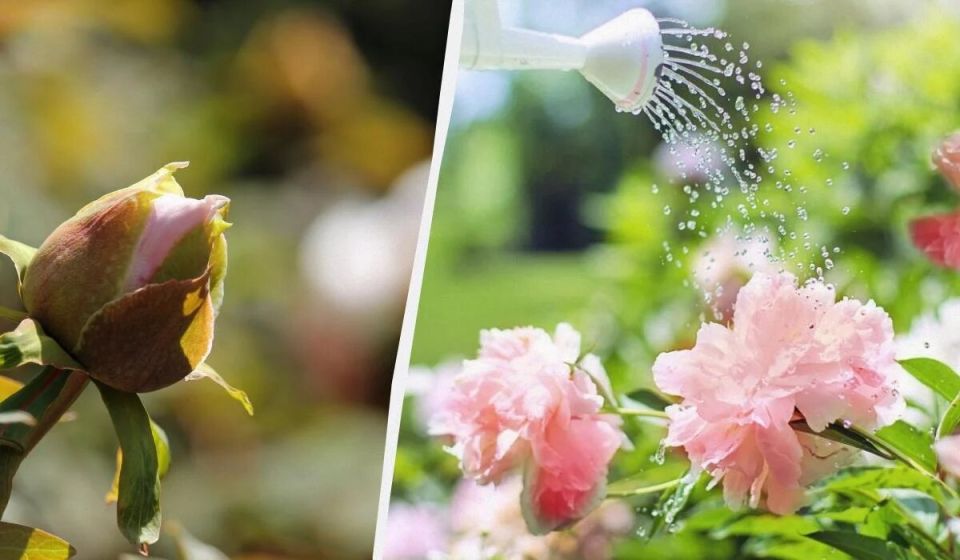 ����� �� ������: 5 ������ � ��� � ���� ������