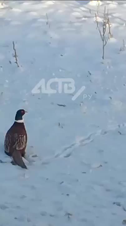 Необычного пернатого гостя заметили в Южно-Сахалинске — недалеко от совхоза "Тепличный" вечером 5 декабря бродил красавец-фазан