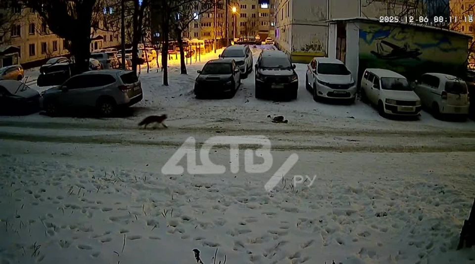 Однако, здравствуйте: лисичка прогулялась по двору в Южно-Сахалинске