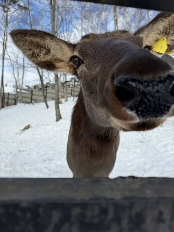 Сахалинский зооботанический сад отмечает свое 32-х летие!