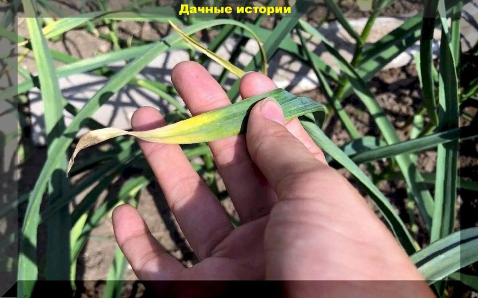 Причины пожелтения чеснока и способы его спасения