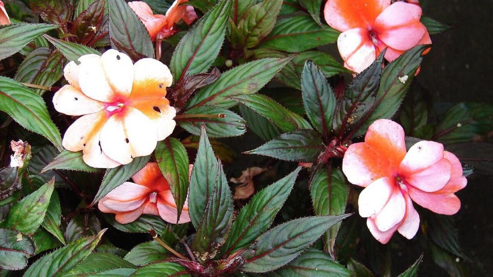 Почему ваш бальзамин не цветёт? Узнайте, как исправить ситуацию