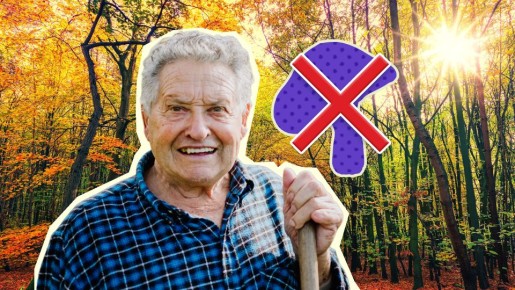 Как будет действовать закон о запрете сбора краснокнижных грибов: юрист разъяснил правила