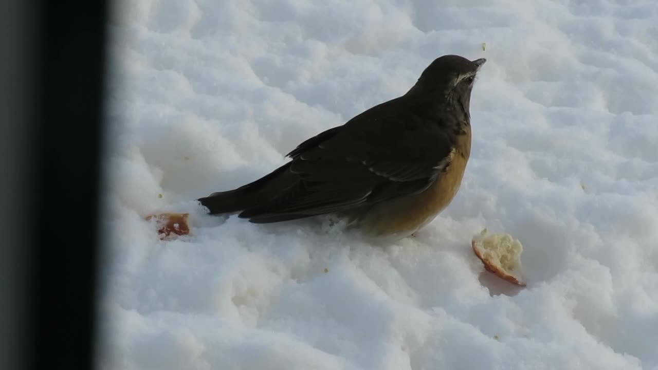 Оливковые дрозды решили задержаться на заснеженном Парамушире