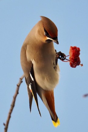 Бюльбюль, дрозд, дубонос и свиристель лакомятся в центре Южно-Сахалинска