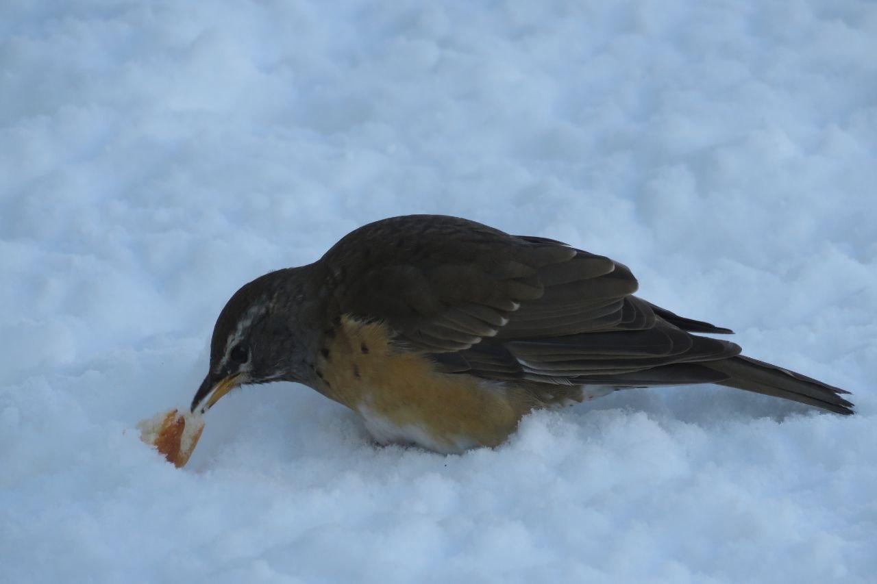 Оливковые дрозды решили задержаться на заснеженном Парамушире Оливковые дрозды решили задержаться на заснеженном Парамушире