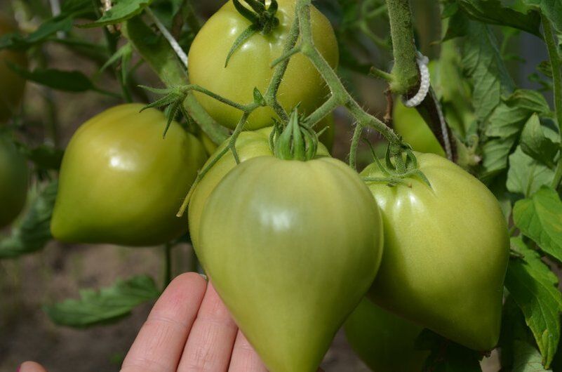 Соседи по грядке: идеальные культуры для совместной посадки с томатами