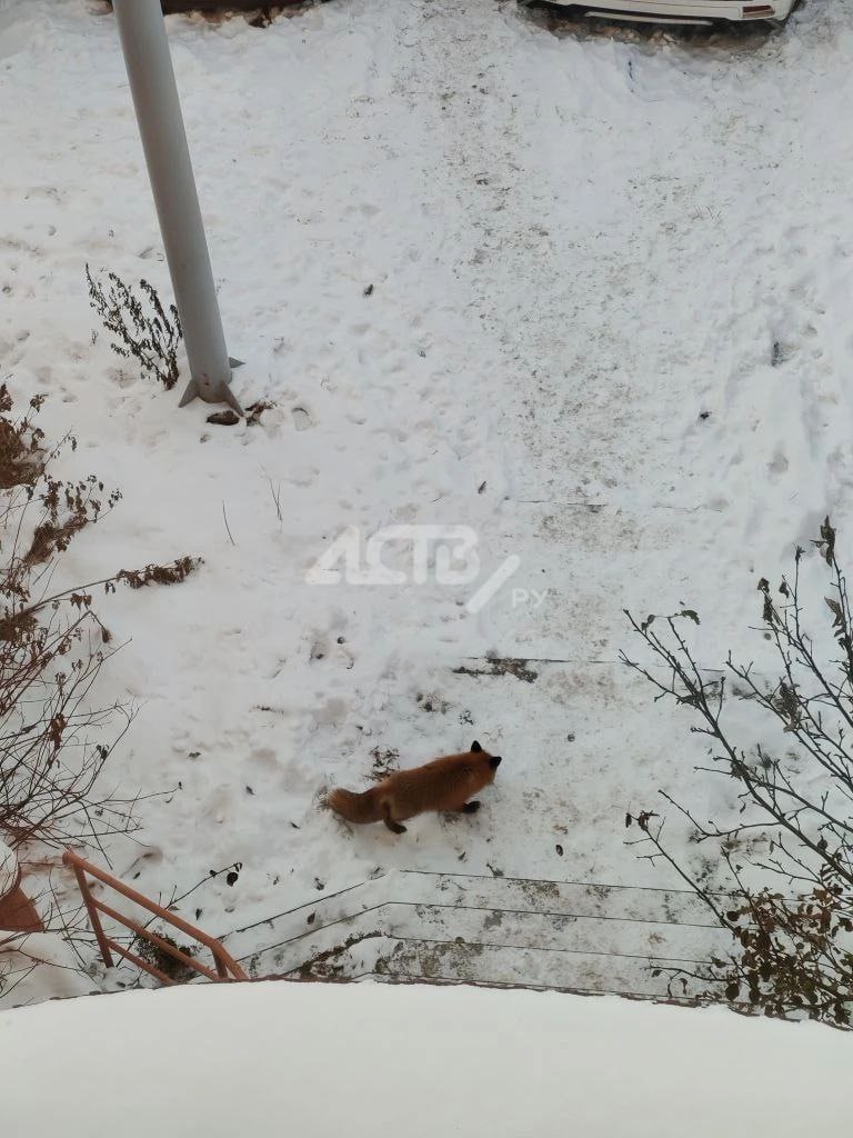 Рыжую красавицу второй день наблюдают в Южно-Сахалинске Рыжую красавицу второй день наблюдают в Южно-Сахалинске