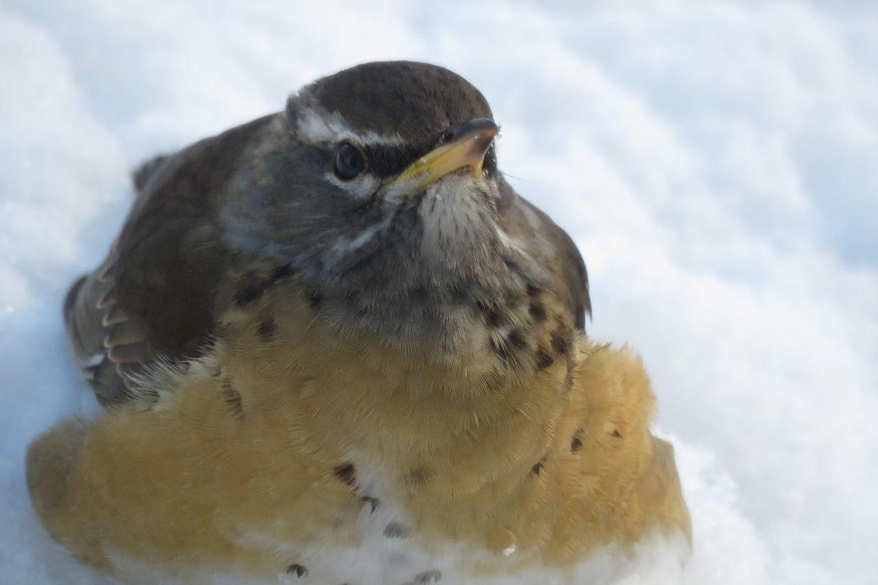 Оливковые дрозды решили задержаться на заснеженном Парамушире Оливковые дрозды решили задержаться на заснеженном Парамушире