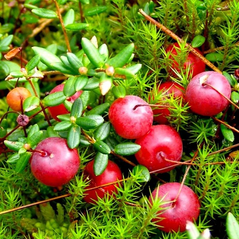 Уникальные ягоды для вашего сада