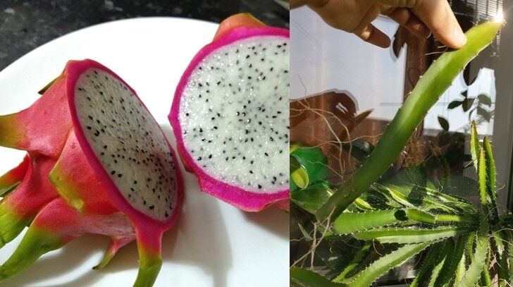 Как вырастить драконий фрукт дома: удивительное путешествие от семечка до пышного кактуса