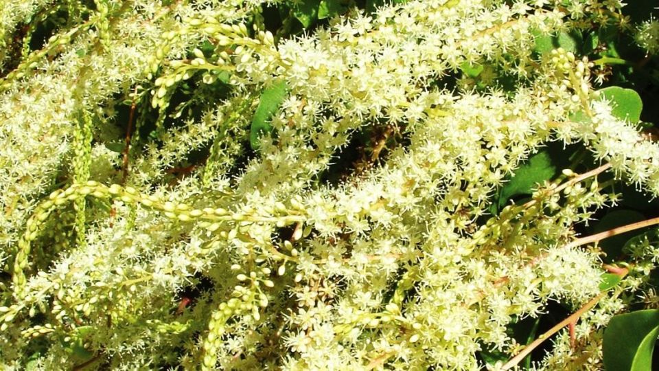 Загадочное чудо природы: лиана-анредера с цветами, как водопад