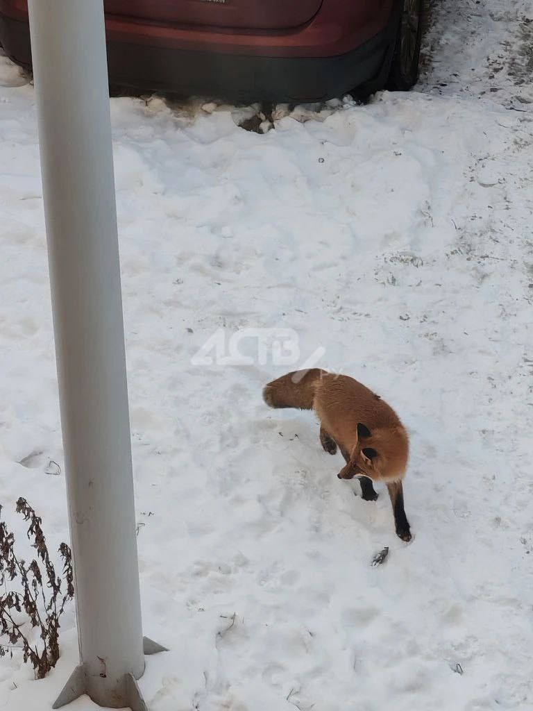 Рыжую красавицу второй день наблюдают в Южно-Сахалинске Рыжую красавицу второй день наблюдают в Южно-Сахалинске