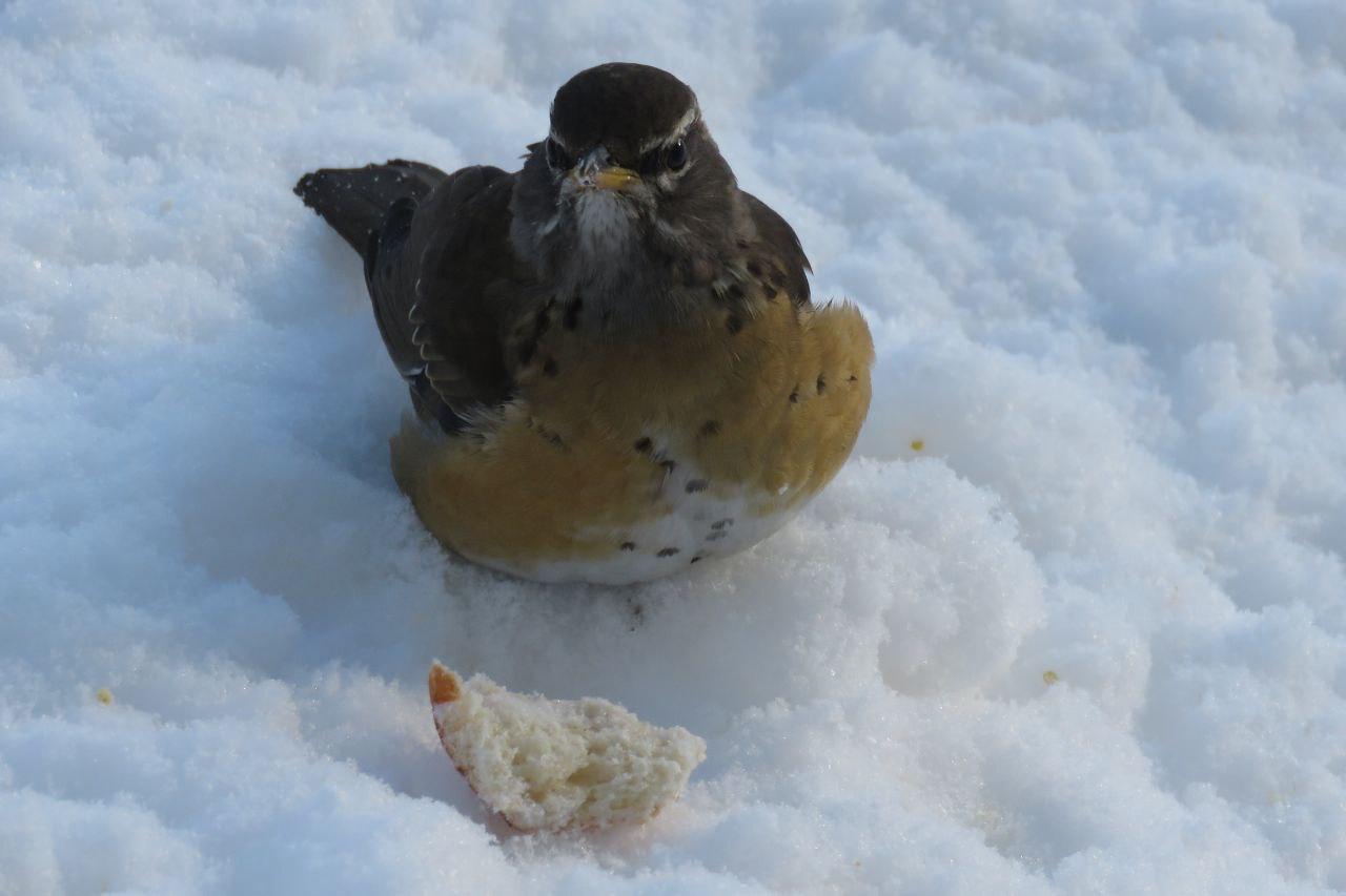 Оливковые дрозды решили задержаться на заснеженном Парамушире Оливковые дрозды решили задержаться на заснеженном Парамушире