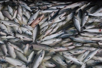 В водоемы Дальнего Востока выпущено более 220 млн штук молоди лососей