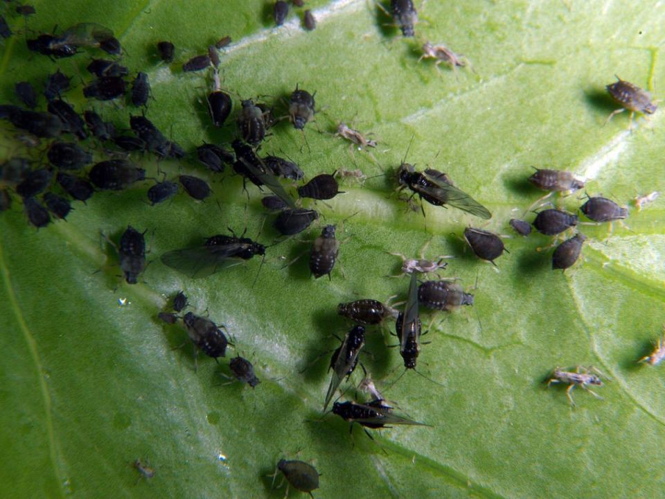 Долой черную тлю: советы по защите сада от распространённого вредителя