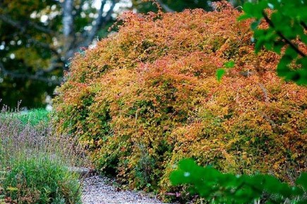 Смородина Железистая: идеальный спутник для вашего сада