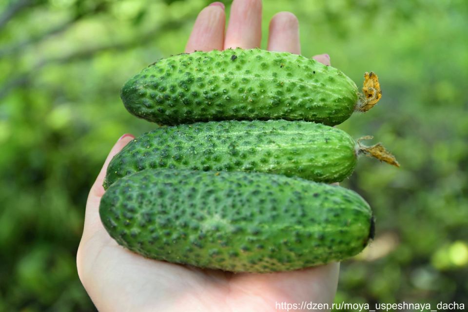 Огурцы «Тёща F1»: Как добиться впечатляющего урожая с минимальными усилиями