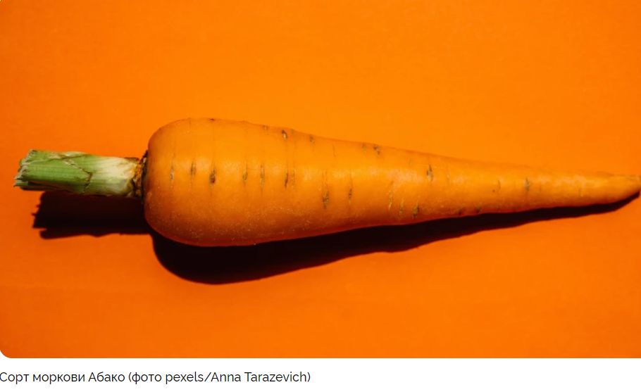Морковь для средней полосы: 5 лучших сортов для вашего огорода