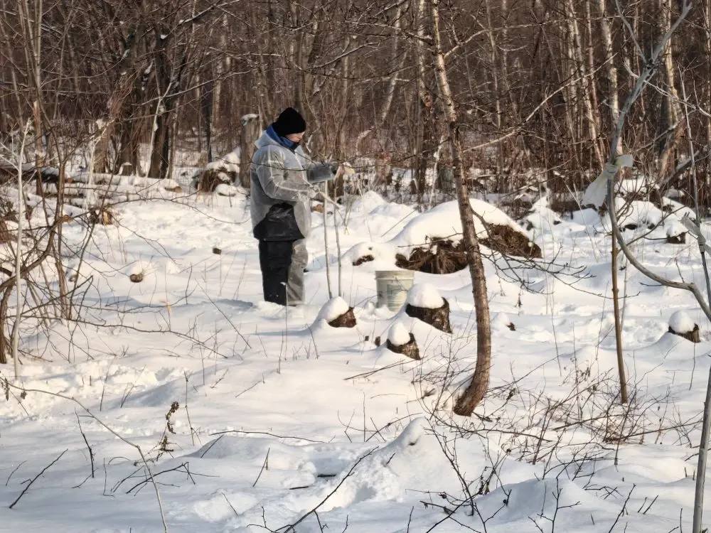 Ботанический сад в Южно-Сахалинске засыпает… Но работа кипит! Ботанический сад в Южно-Сахалинске засыпает… Но работа кипит!