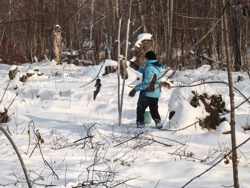 Ботанический сад в Южно-Сахалинске засыпает… Но работа кипит! Ботанический сад в Южно-Сахалинске засыпает… Но работа кипит!