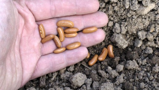 Крепкой рассады весной не дождетесь: садовод развенчал популярный миф о посеве томатов