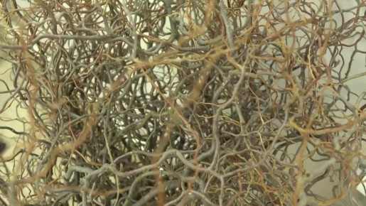 Сотрудники сахалинского совхоза создали новогодние композиции в японском стиле