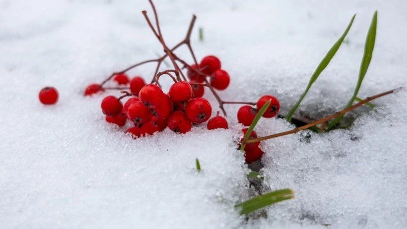 ������ ������ �� �������� � �������